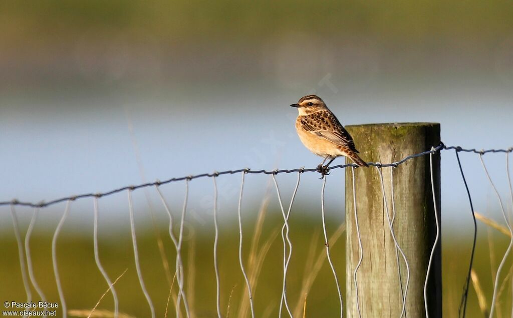 Whinchat female adult