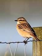 Whinchat