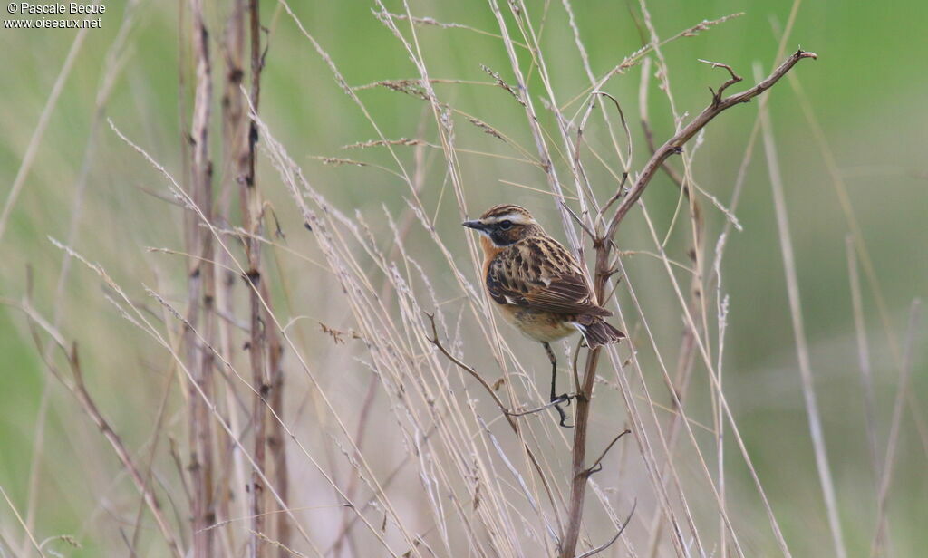 Whinchat male adult breeding, identification