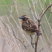 Whinchat