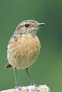 European Stonechat