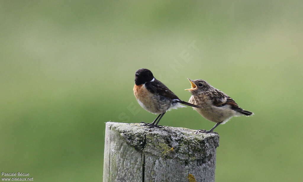 European Stonechat, Reproduction-nesting