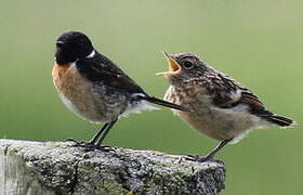 European Stonechat