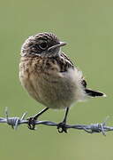 European Stonechat