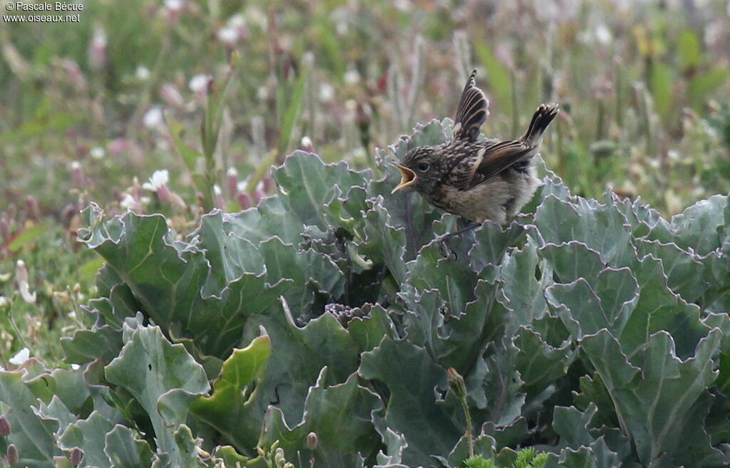 European Stonechatjuvenile