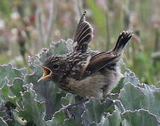 European Stonechat