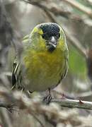 Eurasian Siskin