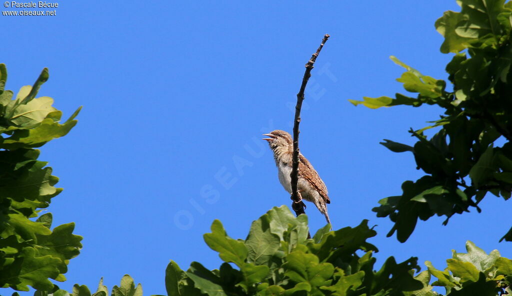 Eurasian Wryneck male adult, song