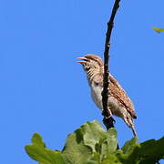 Eurasian Wryneck