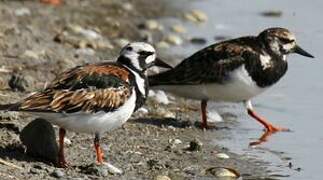 Ruddy Turnstone