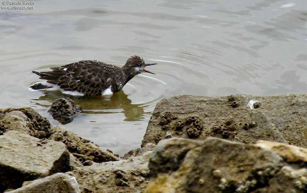 Ruddy Turnstone