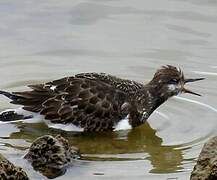 Ruddy Turnstone