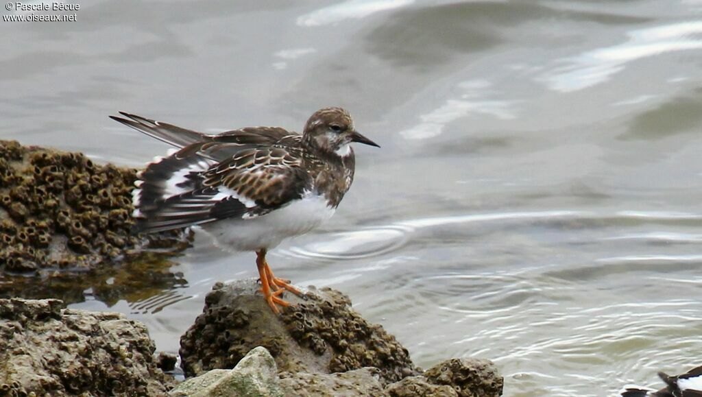 Ruddy Turnstone