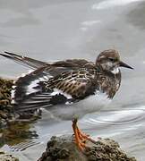 Ruddy Turnstone