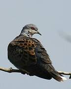 European Turtle Dove