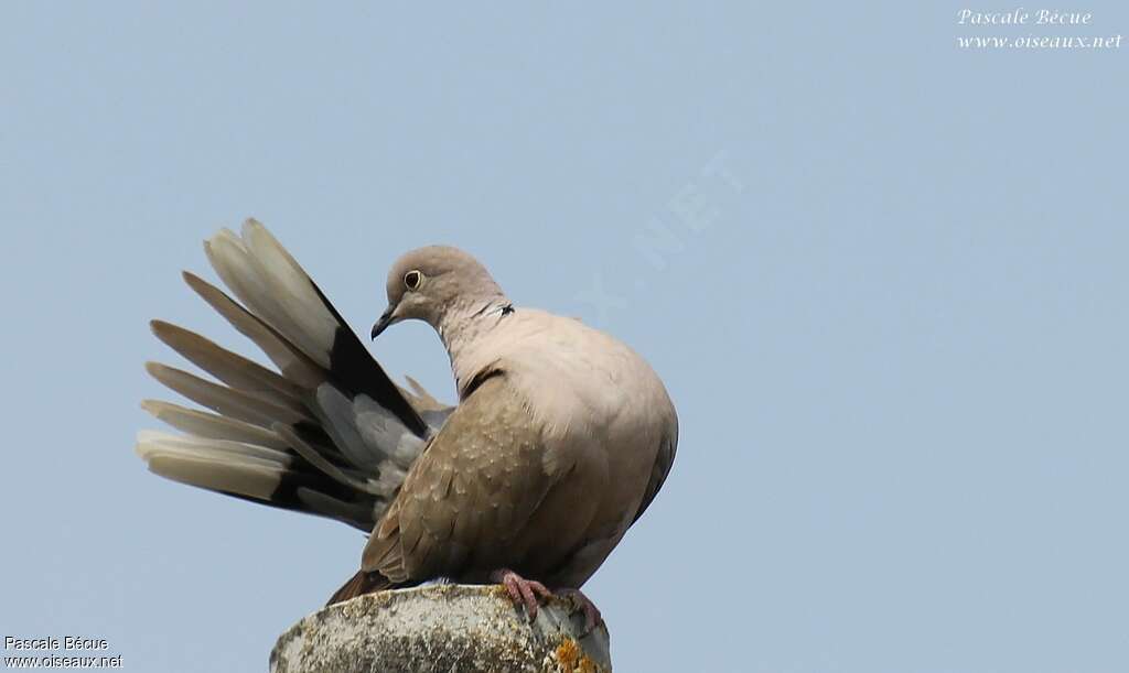 Eurasian Collared Doveadult, care, Behaviour