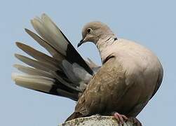 Eurasian Collared Dove