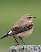 Northern Wheatear