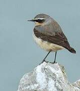 Northern Wheatear