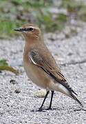 Northern Wheatear