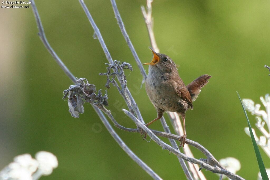 Eurasian Wrenadult