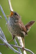 Eurasian Wren