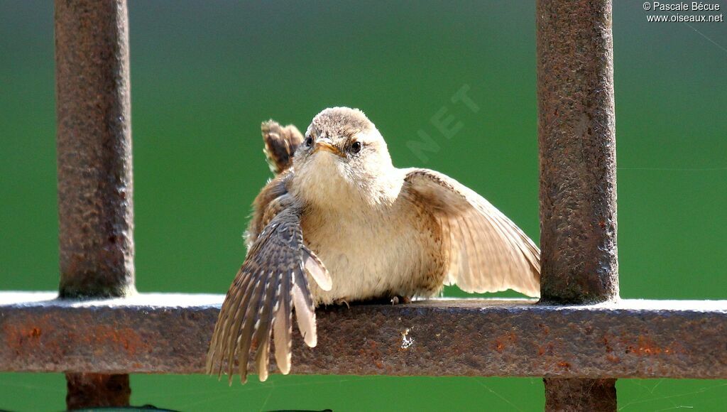 Eurasian Wren, Behaviour