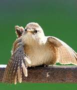 Eurasian Wren