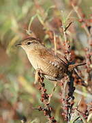 Eurasian Wren