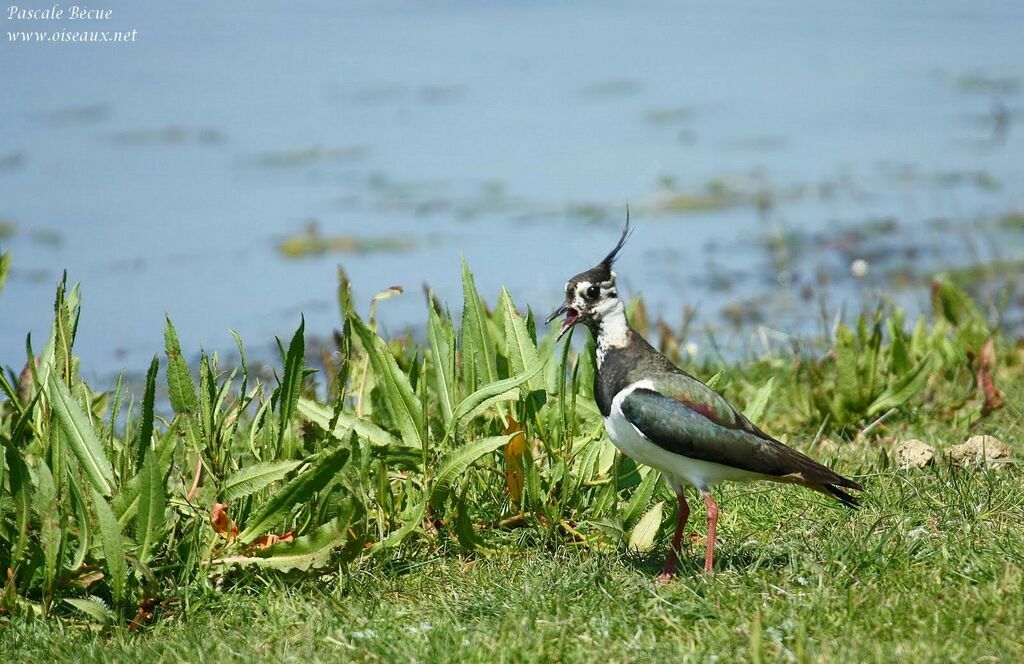 Northern Lapwingadult, Behaviour