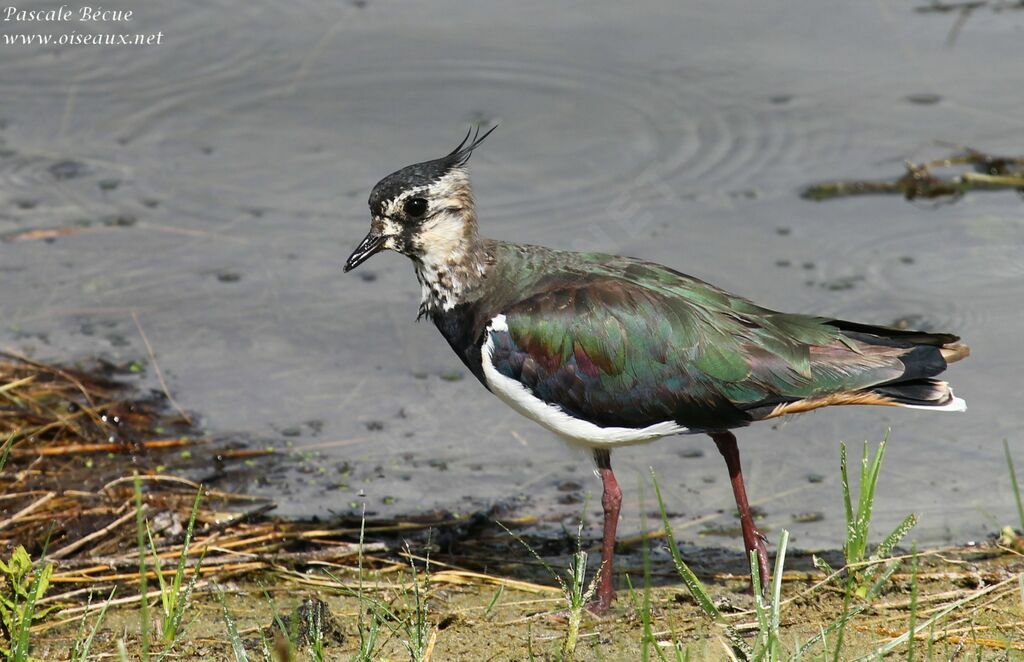 Northern Lapwingadult