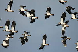 Northern Lapwing