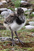 Northern Lapwing