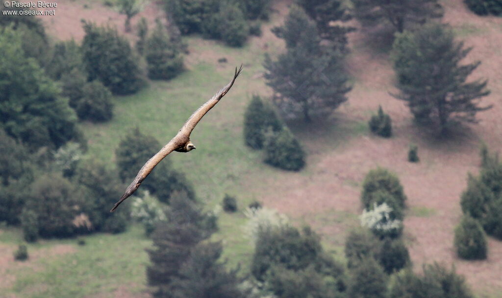 Griffon Vultureadult, habitat