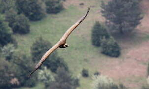 Griffon Vulture