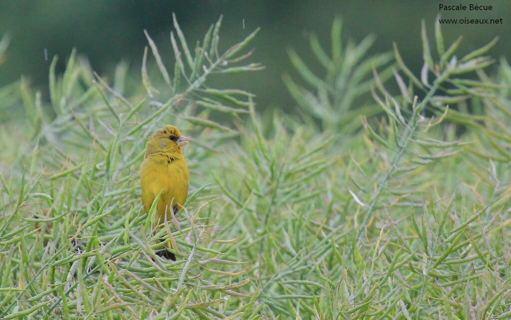 European Greenfinch male adult