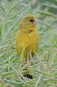 European Greenfinch