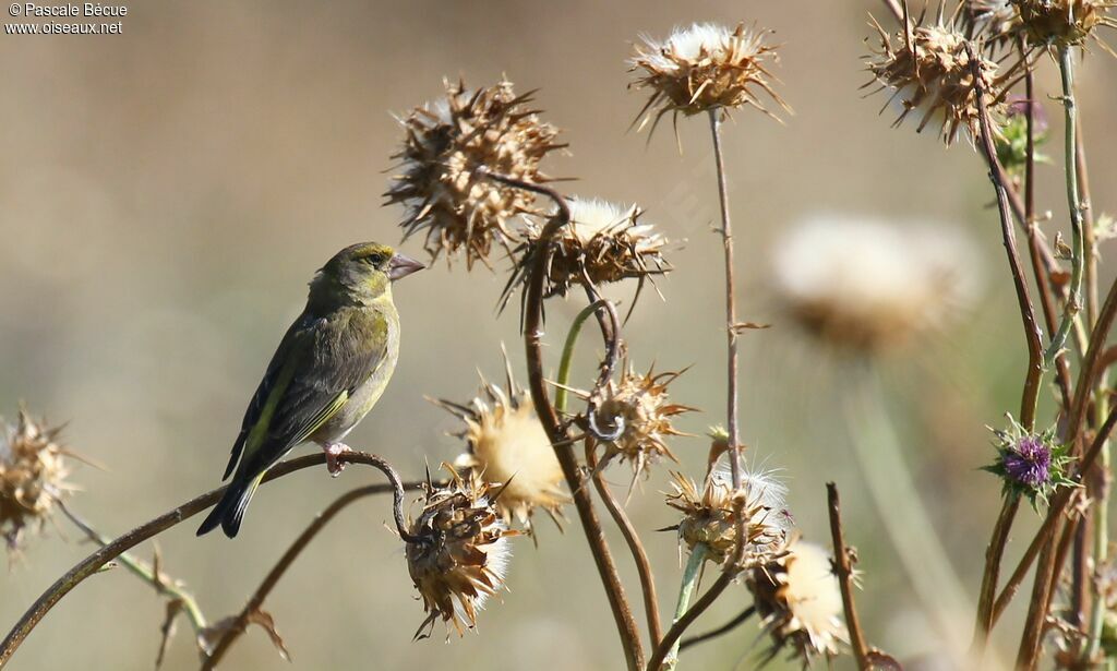 European Greenfinch female adult