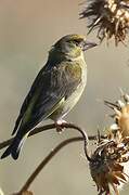 European Greenfinch