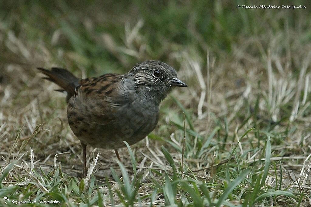 Dunnock