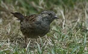 Dunnock