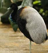 Grey-winged Trumpeter