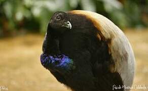 Grey-winged Trumpeter