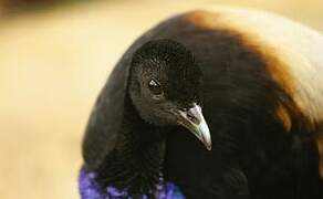 Grey-winged Trumpeter