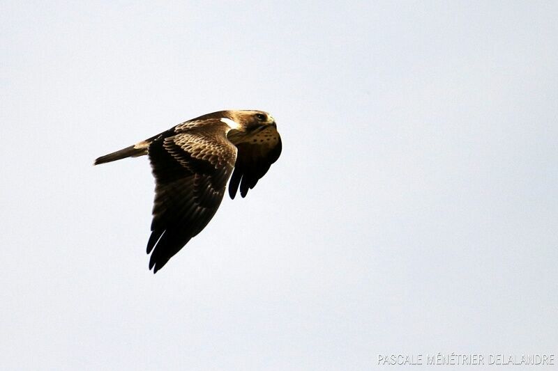 Booted Eagle