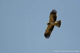 Booted Eagle