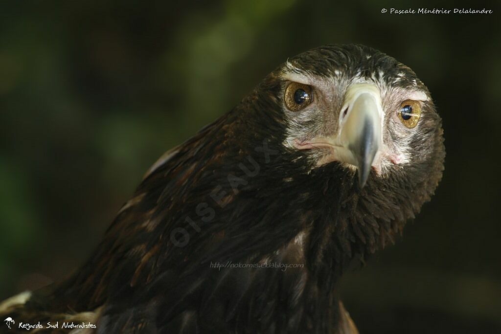 Aigle d'Australie