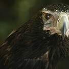 Aigle d'Australie