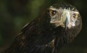 Wedge-tailed Eagle