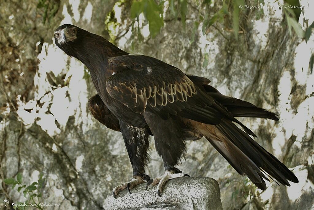 Wedge-tailed Eagle